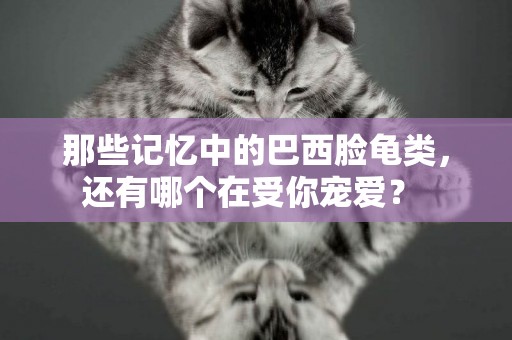 那些記憶中的巴西臉龜類，還有哪個在受你寵愛？ 