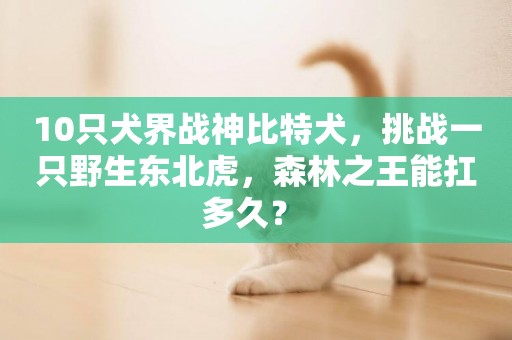 10只犬界戰神比特犬，挑戰一只野生東北虎，森林之王能扛多久？ 