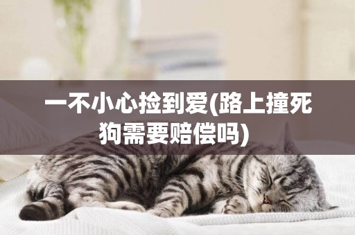 一不小心撿到愛(路上撞死狗需要賠償嗎) 