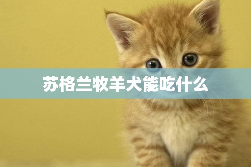 蘇格蘭牧羊犬能吃什么