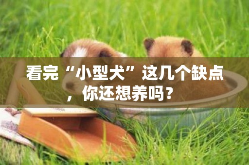 看完“小型犬”這幾個缺點，你還想養嗎？ 