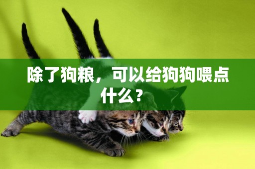 除了狗糧，可以給狗狗喂點什么？ 