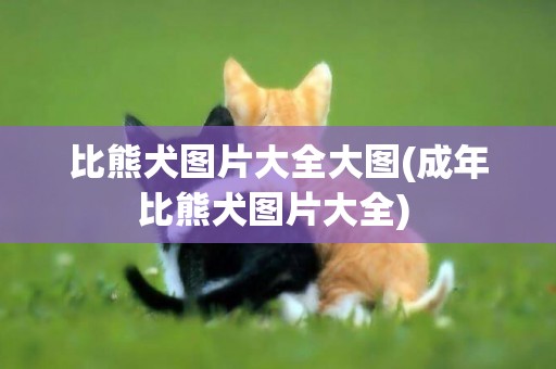 比熊犬圖片大全大圖(成年比熊犬圖片大全) 