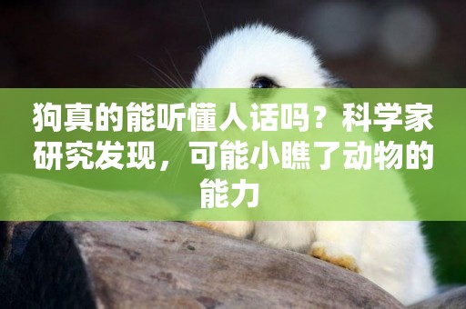 狗真的能聽懂人話嗎？科學家研究發現，可能小瞧了動物的能力 