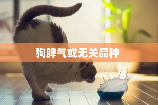 狗脾氣或無關品種 