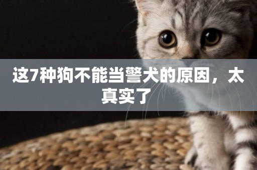 這7種狗不能當警犬的原因，太真實了 