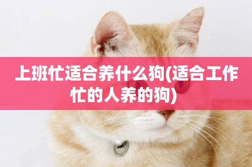 上班忙適合養什么狗(適合工作忙的人養的狗) 