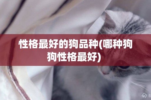 性格最好的狗品種(哪種狗狗性格最好) 