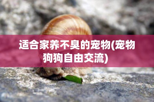 適合家養不臭的寵物(寵物狗狗自由交流) 
