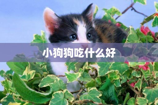 小狗狗吃什么好