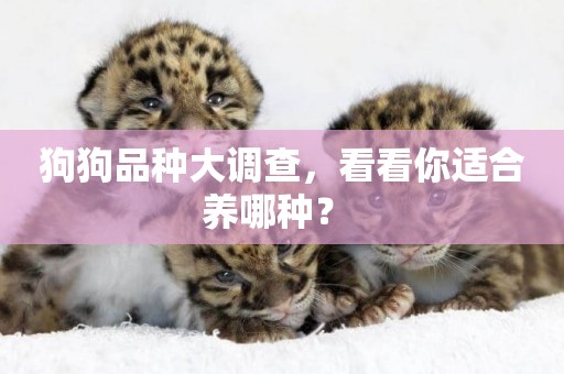 狗狗品種大調查，看看你適合養哪種？ 