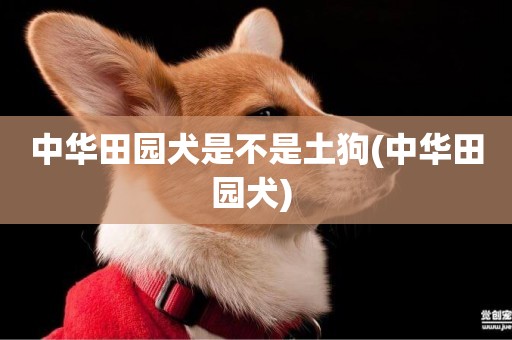 中華田園犬是不是土狗(中華田園犬) 