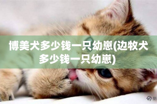 博美犬多少錢一只幼崽(邊牧犬多少錢一只幼崽) 