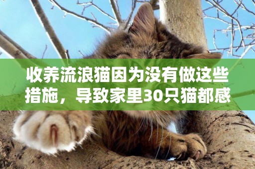 收養流浪貓因為沒有做這些措施，導致家里30只貓都感染了貓瘟 