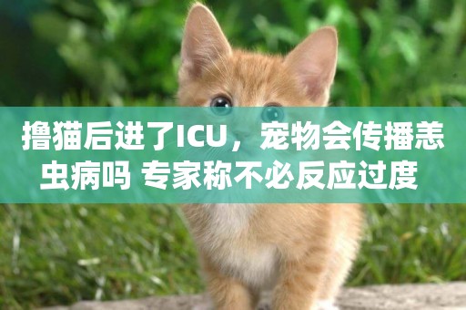 擼貓后進了ICU，寵物會傳播恙蟲病嗎 專家稱不必反應過度 