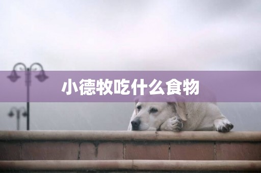小德牧吃什么食物