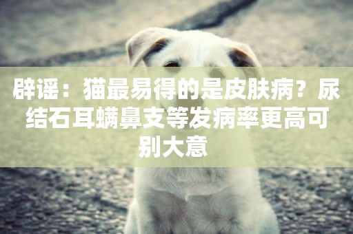辟謠：貓最易得的是皮膚病？尿結石耳螨鼻支等發病率更高可別大意 