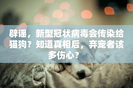 辟謠，新型冠狀病毒會傳染給貓狗？知道真相后，棄寵者該多傷心？ 