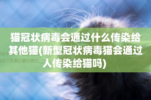 貓冠狀病毒會通過什么傳染給其他貓(新型冠狀病毒貓會通過人傳染給貓嗎) 