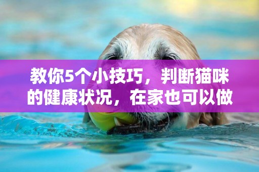教你5個小技巧，判斷貓咪的健康狀況，在家也可以做 