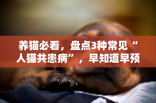 養貓必看，盤點3種常見“人貓共患病”，早知道早預防 