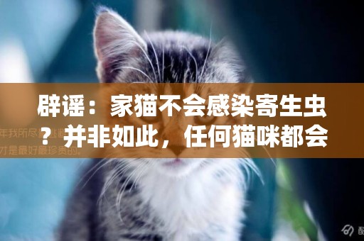 辟謠：家貓不會感染寄生蟲？并非如此，任何貓咪都會感染寄生蟲 