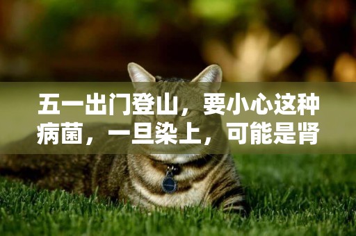 五一出門登山，要小心這種病菌，一旦染上，可能是腎衰竭！ 