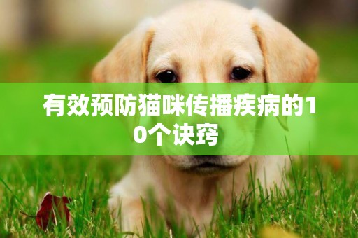有效預防貓咪傳播疾病的10個訣竅 