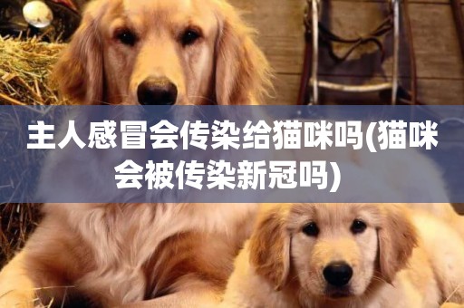 主人感冒會傳染給貓咪嗎(貓咪會被傳染新冠嗎) 