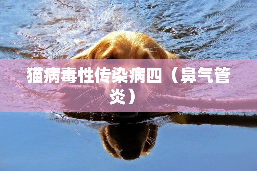 貓病毒性傳染病四（鼻氣管炎） 