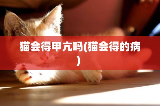貓會得甲亢嗎(貓會得的病) 