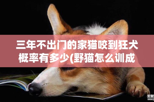 三年不出門的家貓咬到狂犬概率有多少(野貓怎么訓成家貓) 