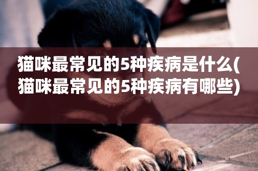 貓咪最常見的5種疾病是什么(貓咪最常見的5種疾病有哪些) 