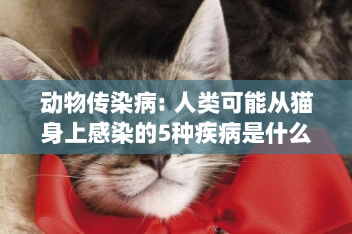動物傳染病: 人類可能從貓身上感染的5種疾病是什么(貓傳染給人的疾病有哪些) 