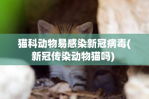 貓科動物易感染新冠病毒(新冠傳染動物貓嗎) 