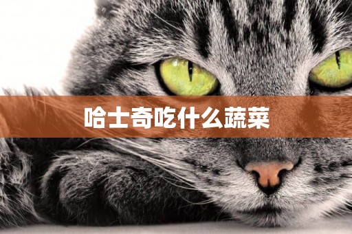 哈士奇吃什么蔬菜