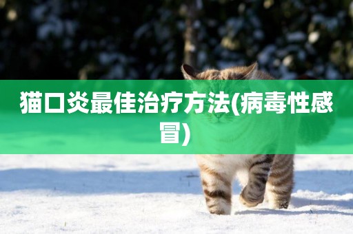 貓口炎最佳治療方法(病毒性感冒) 