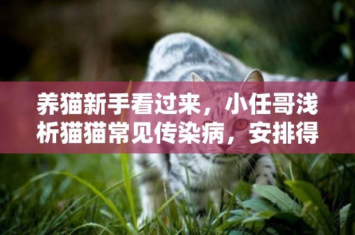 養貓新手看過來，小任哥淺析貓貓常見傳染病，安排得明明白白 