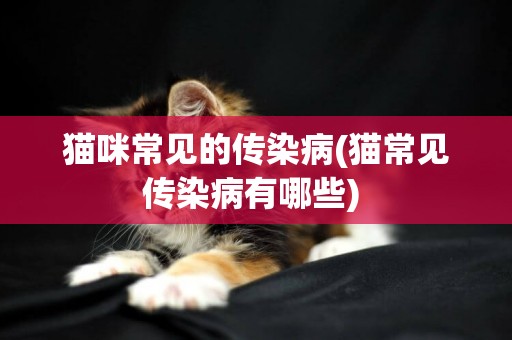 貓咪常見的傳染病(貓常見傳染病有哪些) 