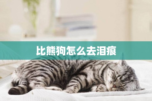 比熊狗怎么去淚痕