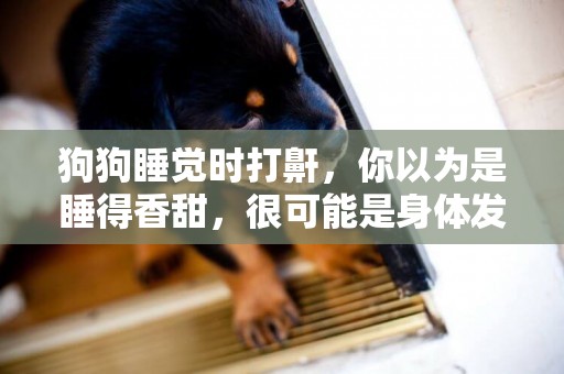 狗狗睡覺時打鼾，你以為是睡得香甜，很可能是身體發出的求救信號 
