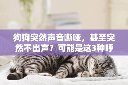 狗狗突然聲音嘶啞，甚至突然不出聲？可能是這3種呼吸道疾病引起 