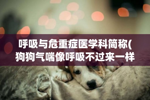 呼吸與危重癥醫學科簡稱(狗狗氣喘像呼吸不過來一樣) 