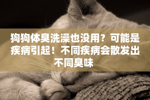 狗狗體臭洗澡也沒用？可能是疾病引起！不同疾病會散發出不同臭味 