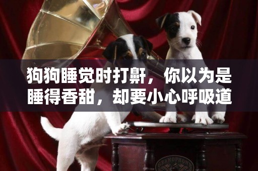狗狗睡覺時打鼾，你以為是睡得香甜，卻要小心呼吸道病變 