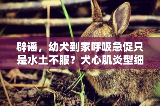 辟謠，幼犬到家呼吸急促只是水土不服？犬心肌炎型細小不可忽視 