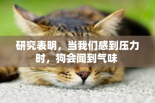 研究表明，當我們感到壓力時，狗會聞到氣味 