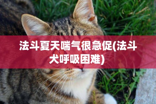法斗夏天喘氣很急促(法斗犬呼吸困難) 