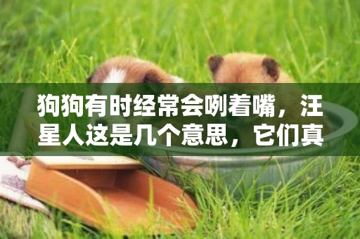狗狗有時經常會咧著嘴，汪星人這是幾個意思，它們真的是在微笑嗎 