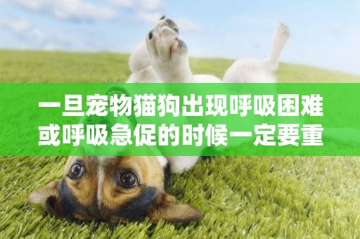 一旦寵物貓狗出現呼吸困難或呼吸急促的時候一定要重視起來 